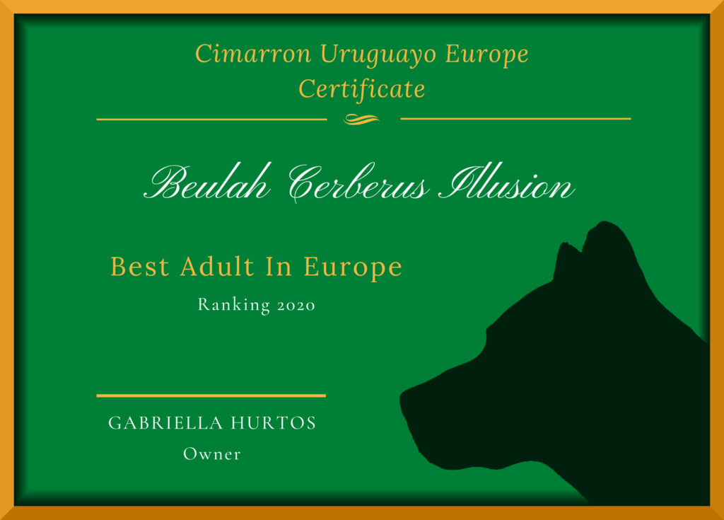 Best Cimarron Uruguayo In Europe 2020