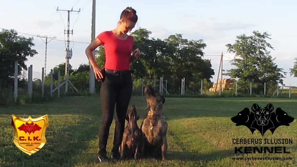 Anakin Duncan Cerberus Illusion obedience in pair1 working