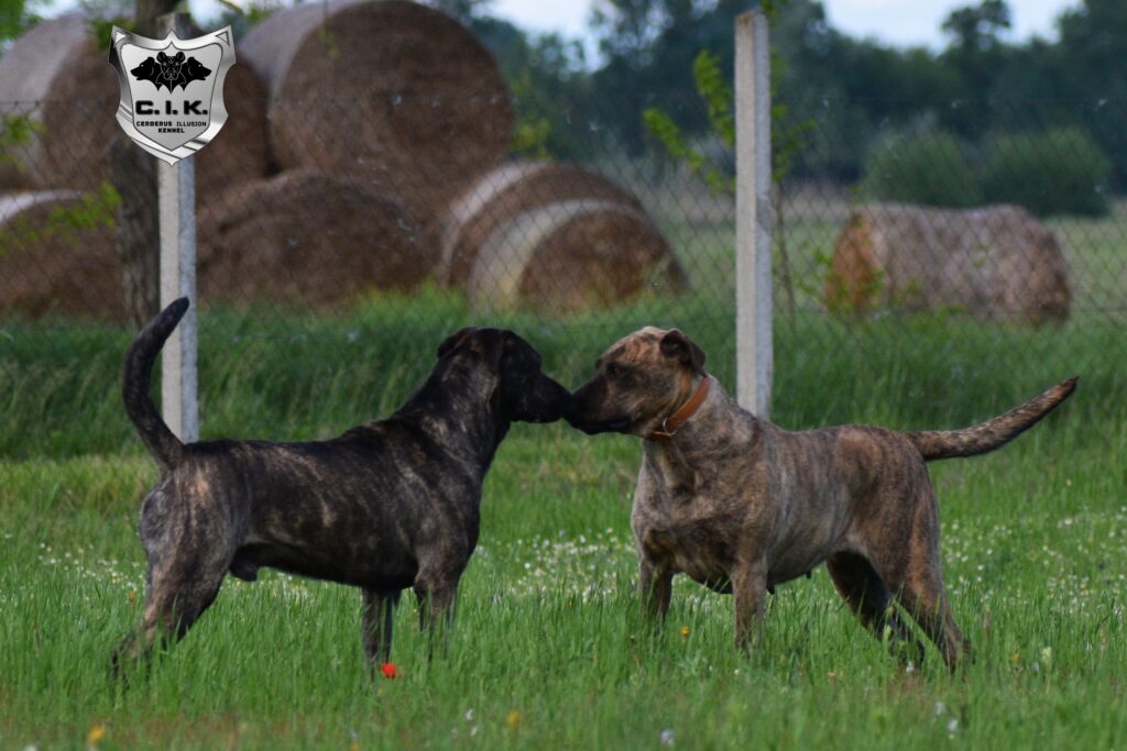 Beulah Duncan Cerberus Illusion Cimarron Uruguayo puppy bb History of the Uruguayan Cimarron