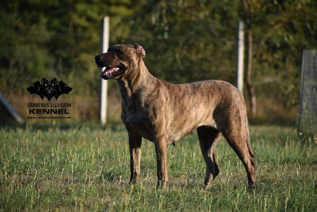 cimarron uruguayo cerberus illusion beulah influence of the past